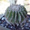 Geohintonia_mexicana_1